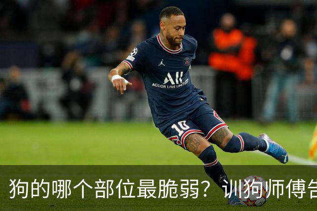 狗的哪个部位最脆弱？训狗师傅告诉你：遇到恶犬扑来，千万别用脚踢，那样会让疯狗越咬越狠，记住以下几点，三两招就能制服疯狗！
